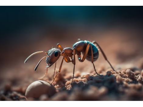 Dedetizadora de Formigas no Parque América