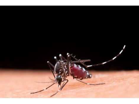 Dedetizadora de Mosquito da Dengue no Parque América