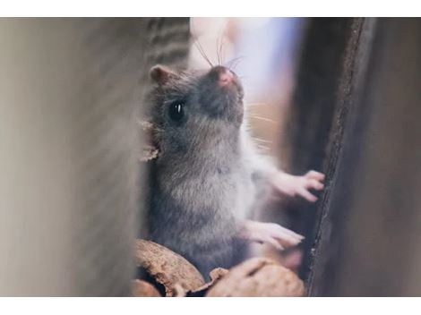 Eliminar Ratos no Sacomã