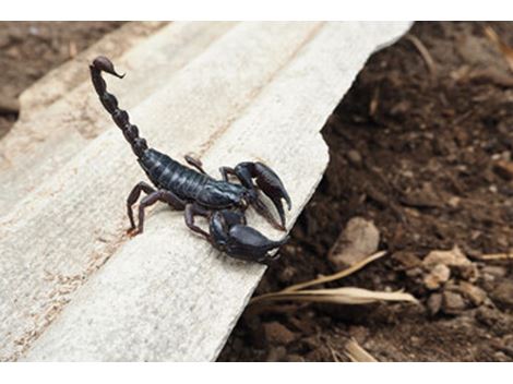 Dedetizadora de Escorpiões na Santa Ifigênia