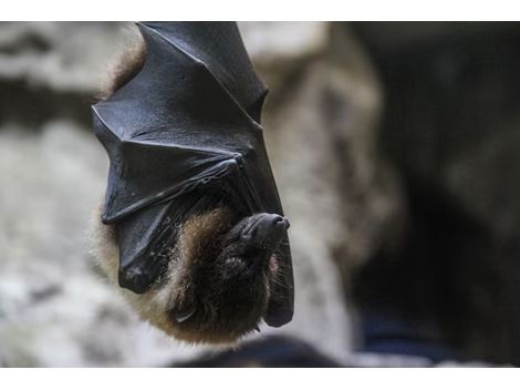 Dedetizadora de Morcegos no Morro dos Ingleses