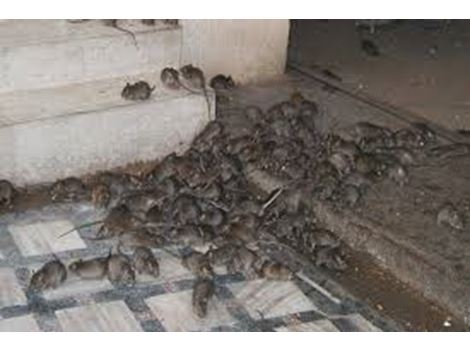 Ratos e Roedores em Arujá