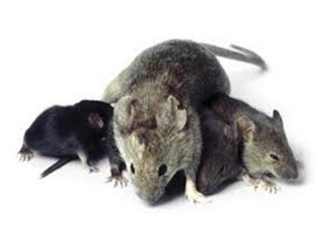 Ratos em Cotia