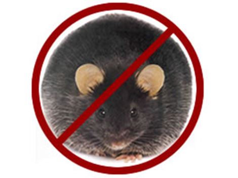 Controladora de Ratos em itanhaém