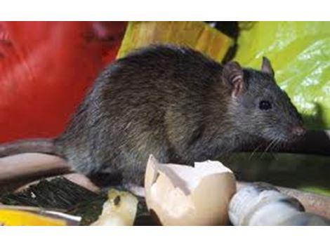 Controle de Ratos em Itapevi