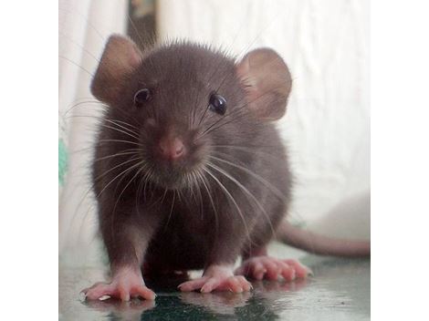 Controladora de Rato em Peruíbe