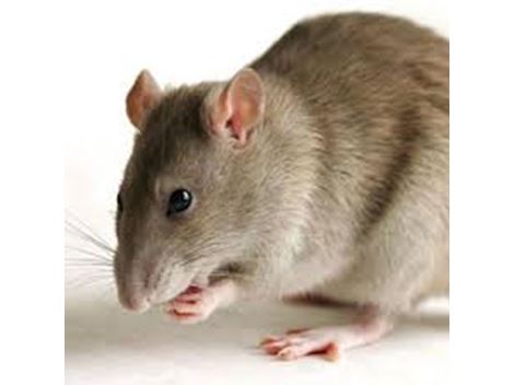 Controladora de Ratos em Poá
