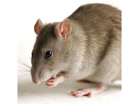 Controle de Ratos em Santo André
