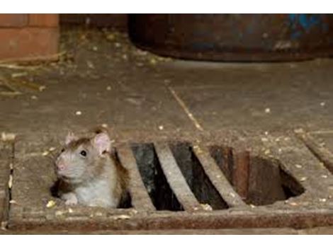 Ratos em São Caetano do Sul