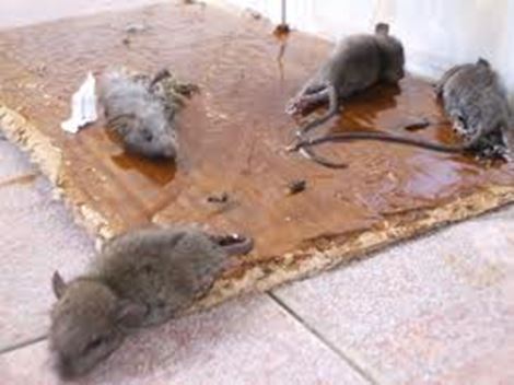 Controladora de Rato em São Vicente