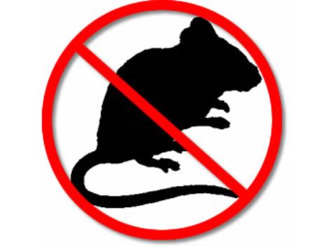 Ratos e Roedores em Cipó